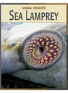 Sea Lamprey