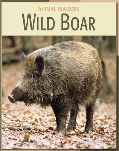 Wild Boar