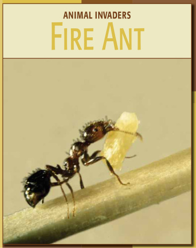 Fire Ant