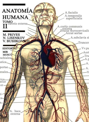 Human anatomy