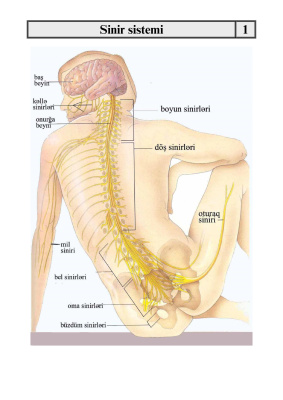 Xüsusi histologiyadan sxemlər (Doldurulmuş) /Схемы по частной гистологии