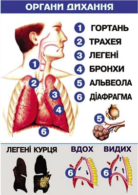 Початкова школа. Я і Україна. Аркушевий набір