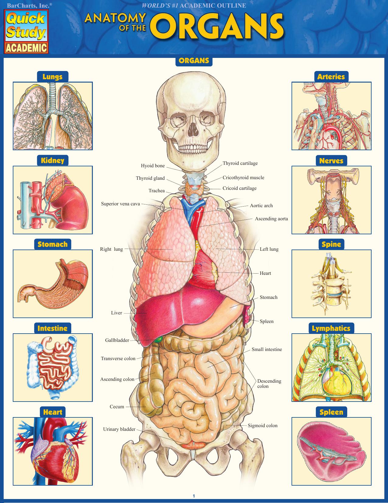 Anatomy of the Organs