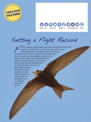 Amelia Earhart Takes Off!