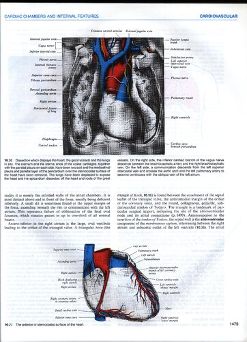 Gray's anatomy - the anatomical basis of medicine and surgery (part 4)