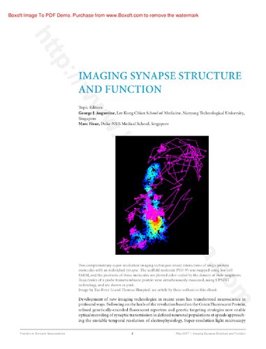 Imaging Synapse Structure and Function