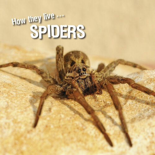 ... Spiders: Learn All There Is to Know About These Animals!