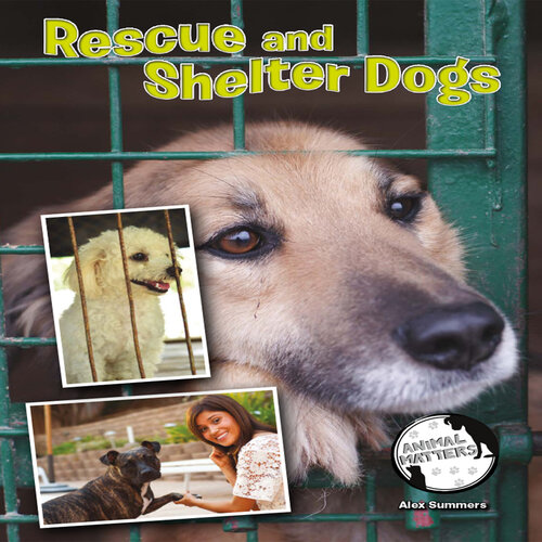 Rescue and Shelter Dogs