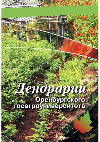 Дендрарий Оренбургского госагроуниверситета