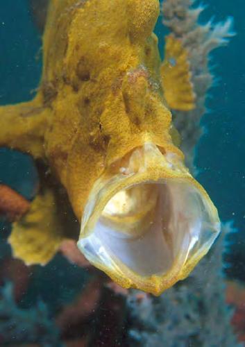 Underwater Photography (April/May 2002)