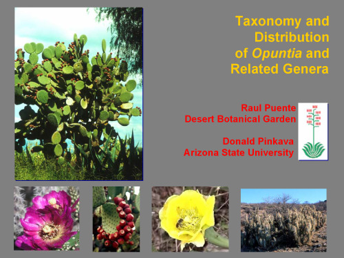 Taxonomy and distribution of Opuntia and related genera 